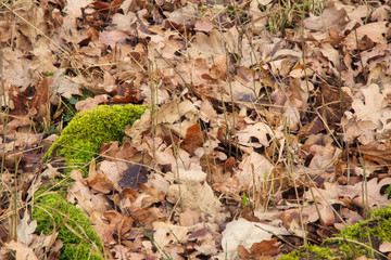 Waldboden im Winter / Herbst - Natur mit Baumstumpf Moss und Laub