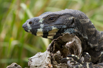 Lace Monitor Lizard