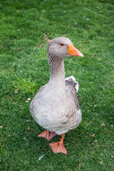 Geese graze on the lawn..