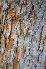 Bark back-drop