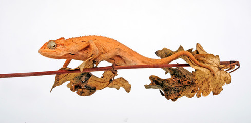 young Montane side-striped chameleon (Trioceros ellioti / Chamaeleo ellioti) © bennytrapp