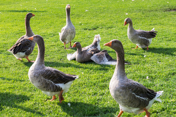 Geese graze on the lawn..
