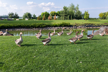 Geese graze on the lawn..