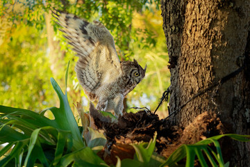 Spotted Eagle-Owl - Bubo africanus also called African spotted eagle-owl, and African eagle-owl, is a medium-sized species of owl, one of the smallest of the eagle owls