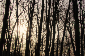 Düsterer Winter Wald in Deutschland - Bäume