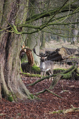 Hirsch mit großem Geweih im Wald - Goldene Stunde - HANNOVER Tierpark