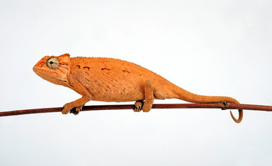 young Montane side-striped chameleon (Trioceros ellioti / Chamaeleo ellioti) © bennytrapp