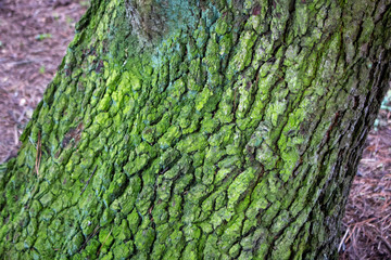 Moss on tree bark