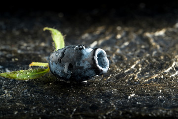 blue honeysuckle berry in drops of water on a dark background, closeup