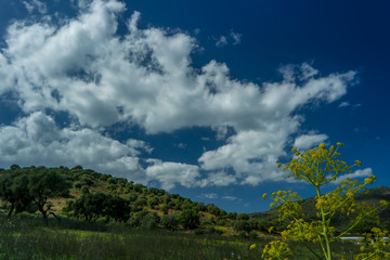 flower and green of Sardinian Italy  