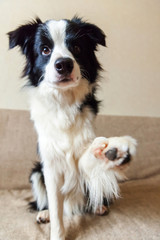 Funny portrait of cute smilling puppy dog border collie on couch. New lovely member of family little dog at home gazing and waiting for reward. Pet care and animals concept.