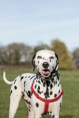 Portrait Of Dalmatian Dog On Field