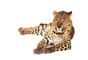 Leopard, Panthera pardus, on white background