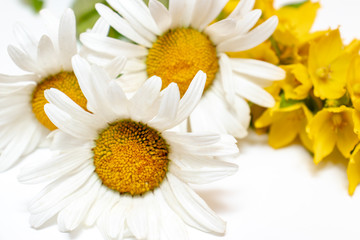 Meadow country field flowers Camomile, Daisy and yellow Lysimachia on white background