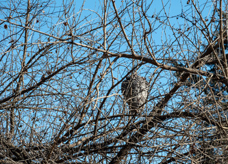 Even with the leaves gone, this hornets nest is still well camouflaged amongst a mass of twigs and branches in a Missouri hedge tree.