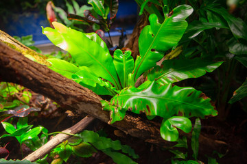 Tropical green foliage in the jungle