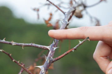 A man finger tingles a thorn. Actual for the topic of error and the wrong decision.
