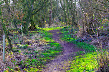 Woodland walk on a sunny winter's day