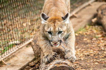 Close Up View of Puma Landing on Log in Captivity