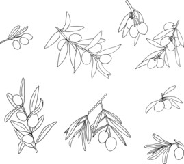 Set of olive branches. Simple line art. Sketch of vegetables isolated on white background. Doodle hand drawn vegetables.