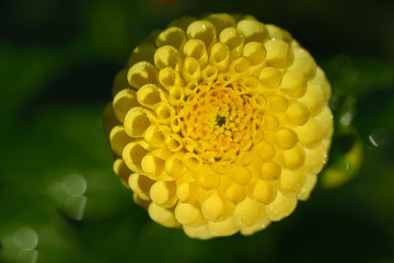 Close-up of a blooming dahlia from above with drops of water against green background in nature
