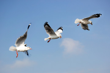 flying seagull bird on beautiful sky background