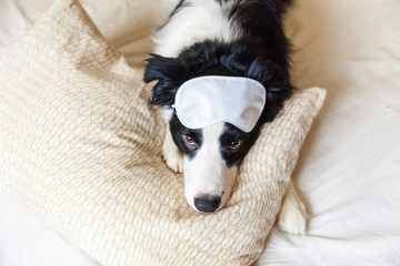 Do not disturb me let me sleep. Funny puppy border collie with sleeping eye mask lay on pillow...