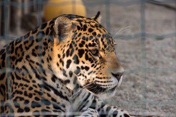 Portrait of Leopard (Panthera pardus kotiya) Lying and Taking Rest in Paddock at ZOO
