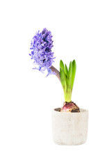 Blue hyacinth in flower pot isolated over white background