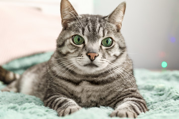 Cute cat on bed at home