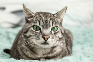 Cute cat on bed at home