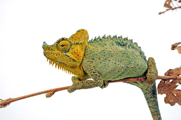 Helmchamäleon / helmeted chameleon (Trioceros hoehnelii / Chamaeleo hoehnelii)  © bennytrapp