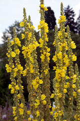Gewöhnliche Königskerze (Verbascum phlomoides)
