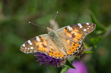 Painted Lady butterfly with a blurred background