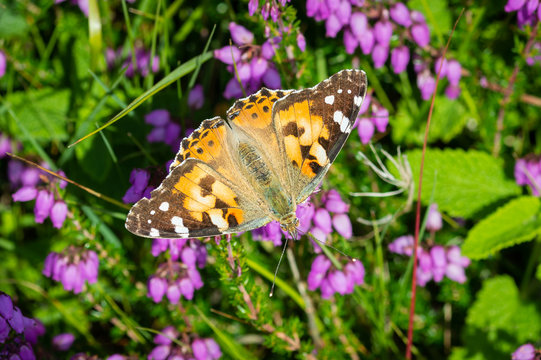 Painted Lady butterfly among purple heather