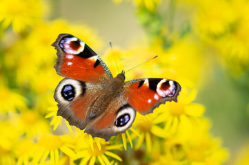 Peacock butterfly on yellow flowers