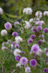 Insel-Myrtenheide (Melaleuca nesophila)