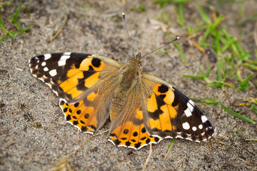Painted lady butterfly on the ground