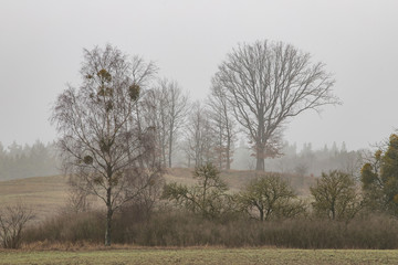 A clump of trees growing in a field. Branches of trees in a foggy field.