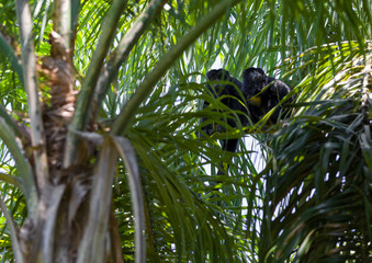 Wild Black Howler Monkeys in palm trees