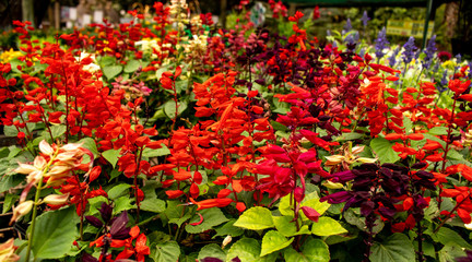 Picture of a flower garden