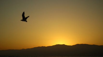 Fototapeta na wymiar silhouette of bird in sunset