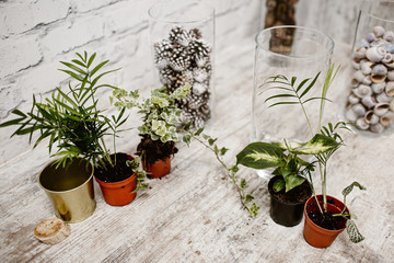 Geen plant on pot at the table, soil