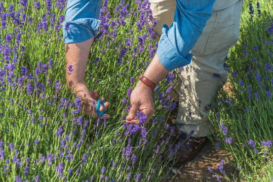 Low Section Of Man Picking Flowers