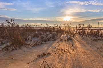 reed in winter