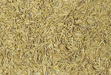 Scattered Pile of Dry Rosemary Isolated on White Background