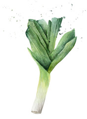 Leek watercolor isolated drawing with paint splashes.