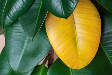 Yellow leaf on green Ficus elastica plant