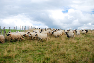 Sheep graze the pastures in autumn. Herd of sheep and lambs running on mountains. Group of domestic sheep on meadow eating green grass. Pasture on a hills. Farming and milk production. 