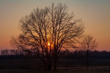 The contour of a tree without leaves against the sunset sky. The setting sun shines through the branches